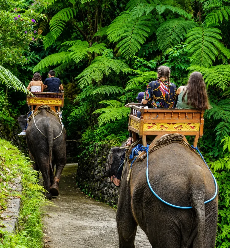 elephant activities
